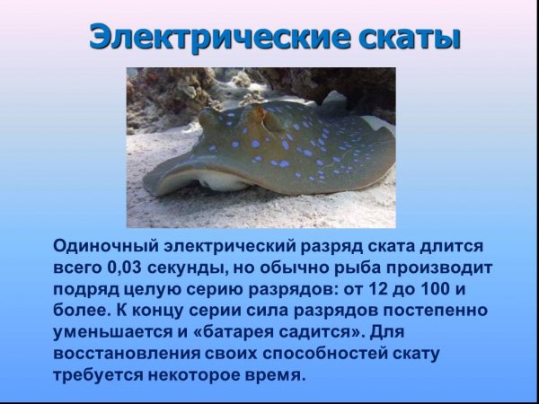 Электрические скаты