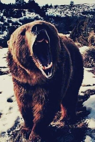 медведи 164946