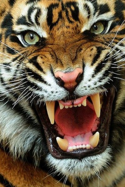 animals 640x960