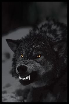 Volk