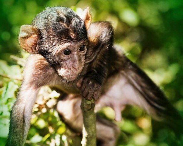 обезьяна 010000