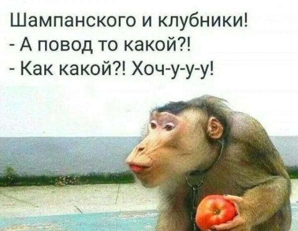 Повод