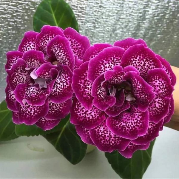 FB IMG 1617248338304