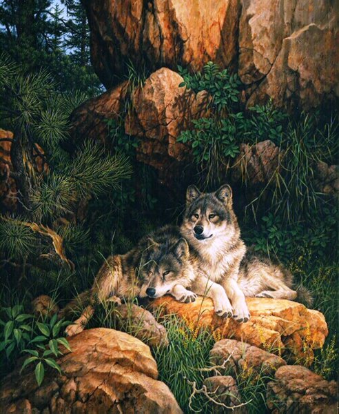 Лесные красотульки