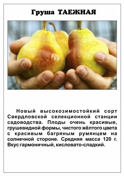 Груша Таежная