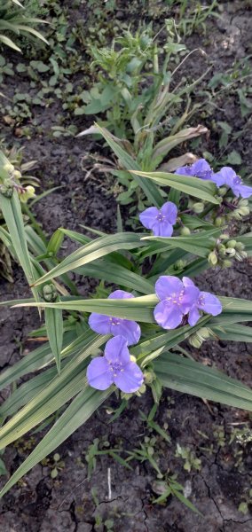 IMG-37251369929ac5cc434c94c7f0600207-V