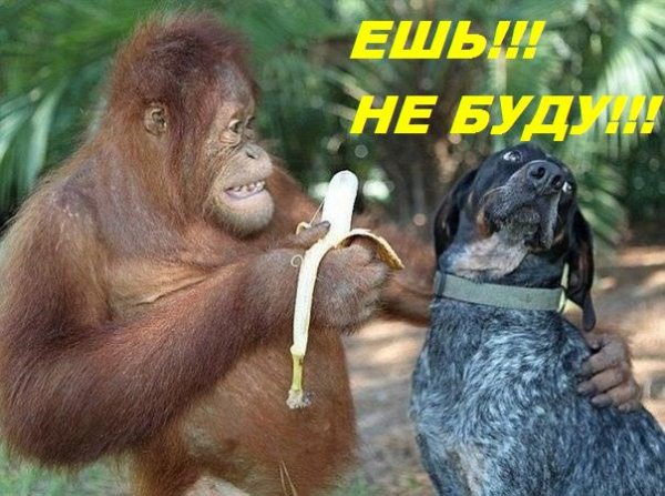 Фото прикол про обезьян (1)
