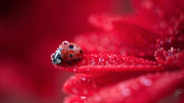 LadyBug (1920x1080)