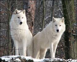 images (8)