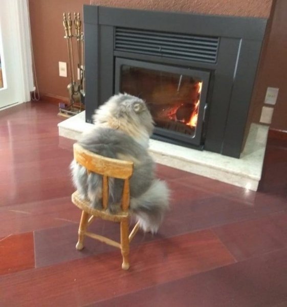 Эти 20 животных ведут себя прямо как мы, и от этого становитс