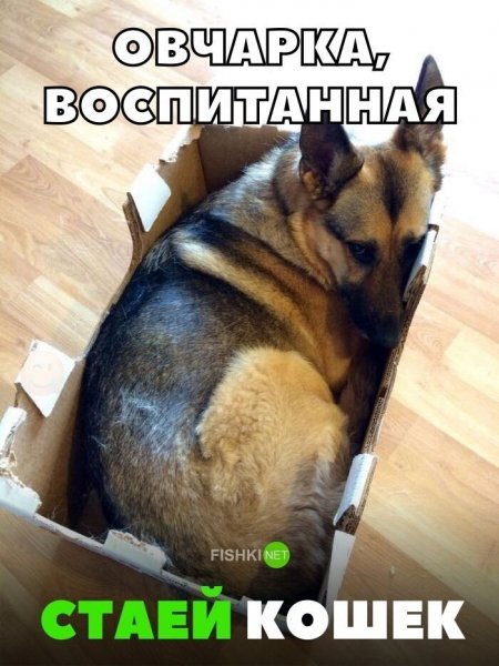 Опаньки!