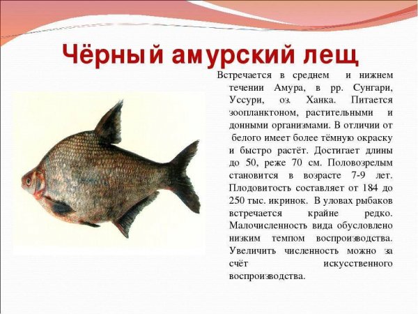 Черный амурский лещ