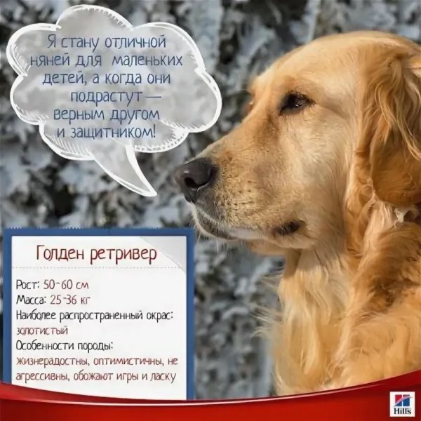 Золотистый ретривер
