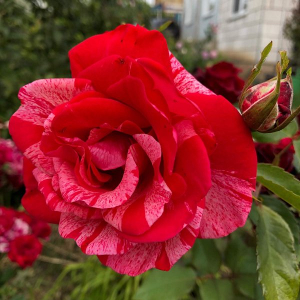 IMG 20190904 202902