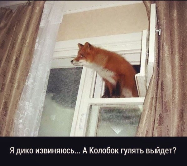 колобок