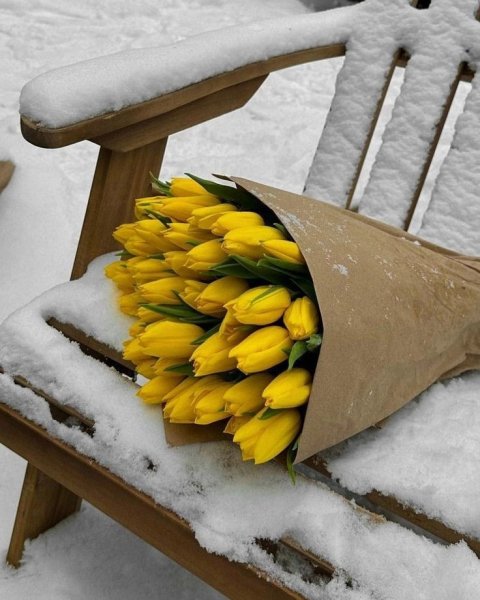 Жёлтые тюльпаны на снегу