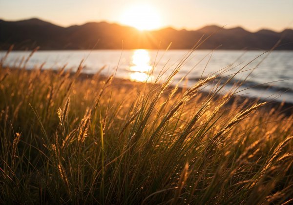 Sunset-water-with-golden-grasses