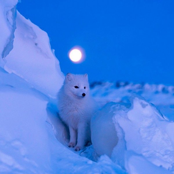 песец среди снега (Арктика)
