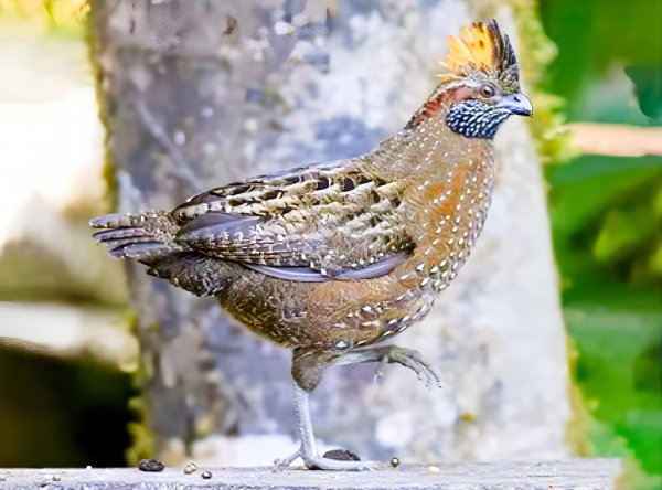 Пятнистый зубцеклювый Перепел