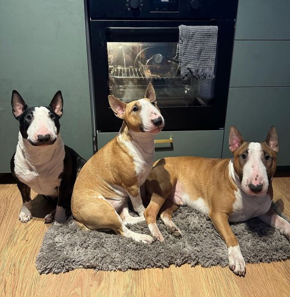 MEDIA # OF DOG