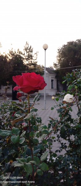 Анапа. Розы уходящей осени.