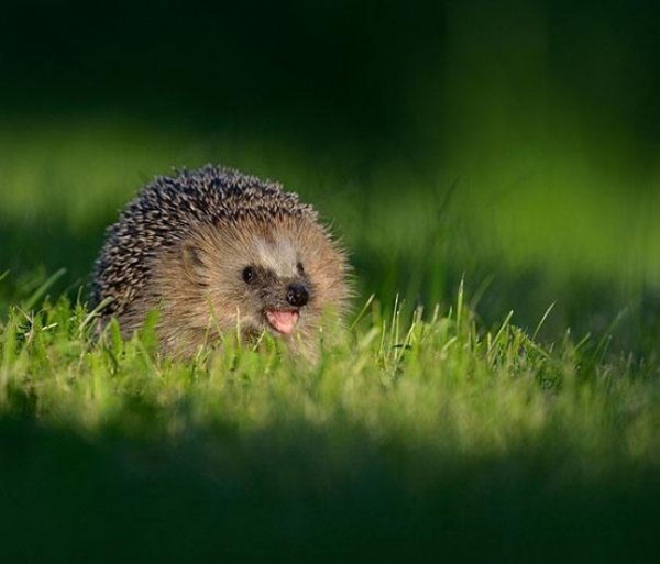 R3L8T8D-650-cute-smiling-animals