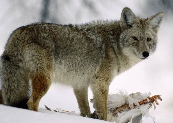 2 coyote-glancing