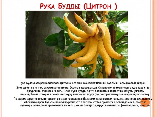 Цитрон