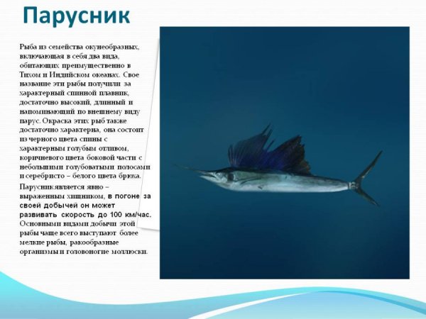 Парусник