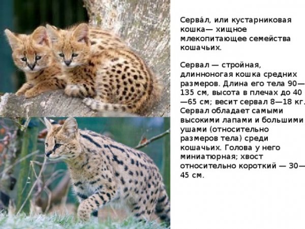 Сервал