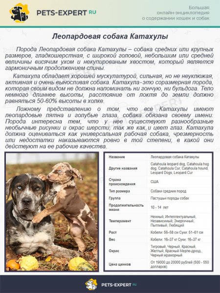 Леопардовая собака Катахулы