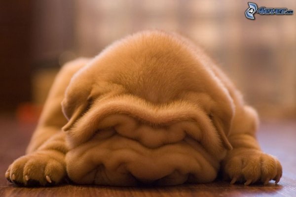 shar-pei-puppy-216318