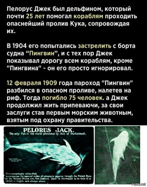 Пелорус Джек