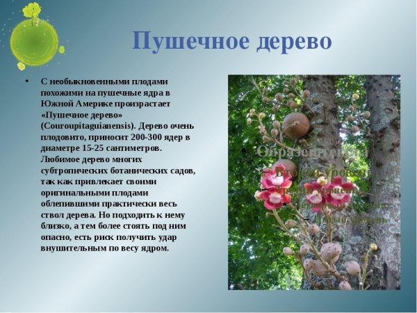 Пушечное дерево