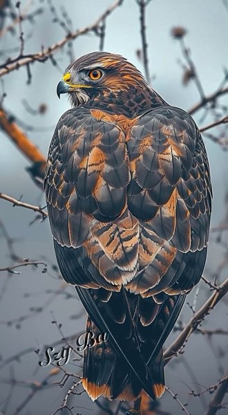 Животный Мир