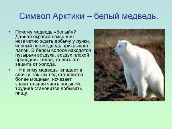 Белый медведь