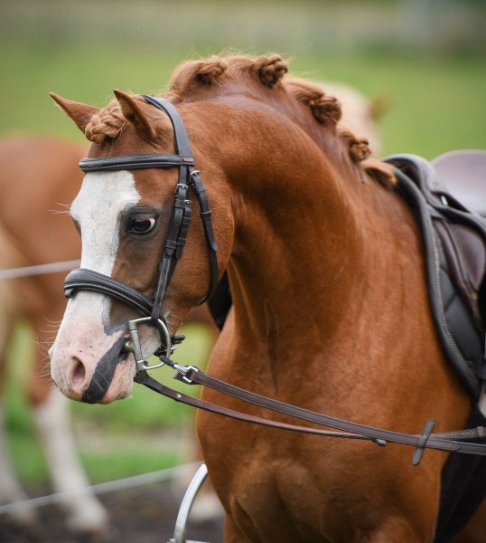 MEDIA # OF HORSE
