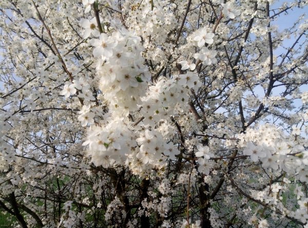 Cherry Plum Blossoms 2024 1