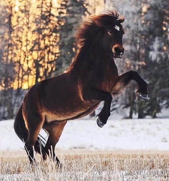 Ой какой красивый! Horses Love