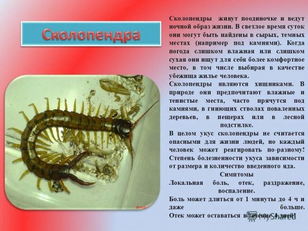 Сколопендра