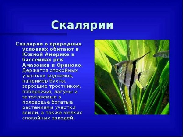 Скалярии