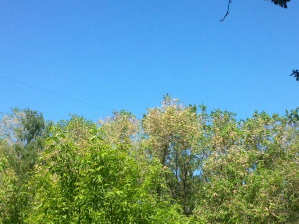 Небо