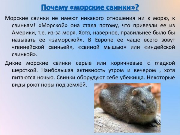Морские свинки