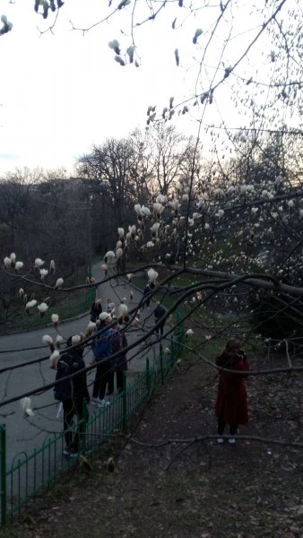 Магнолия расцвела