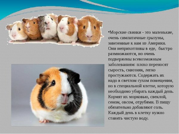 Морские свинки