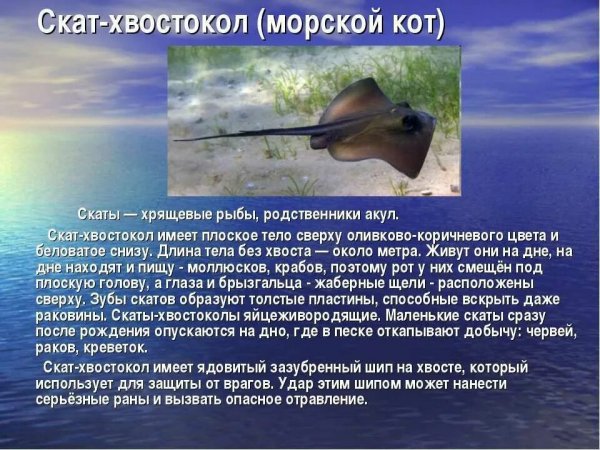 Морской кот