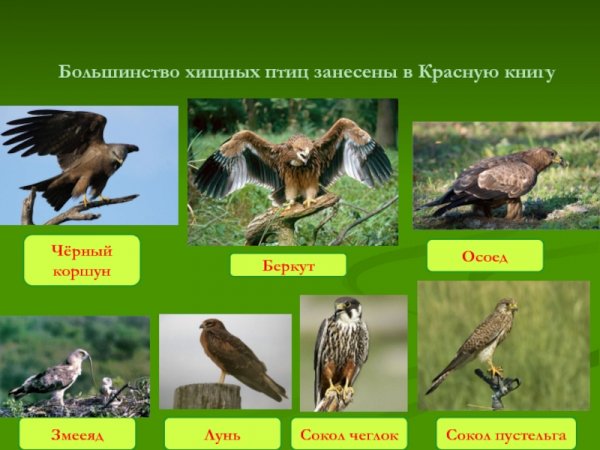 В Красную книгу