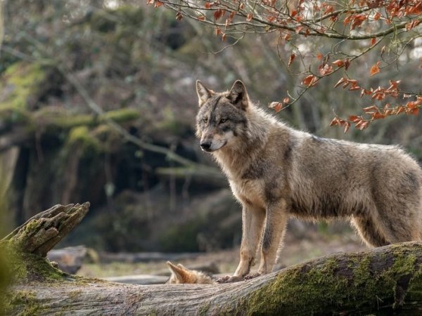 F8605d1b32c928e787866ccd49c9f9df