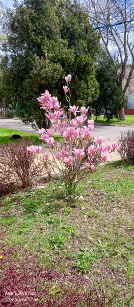 Анапа. Расцвела магнолия
