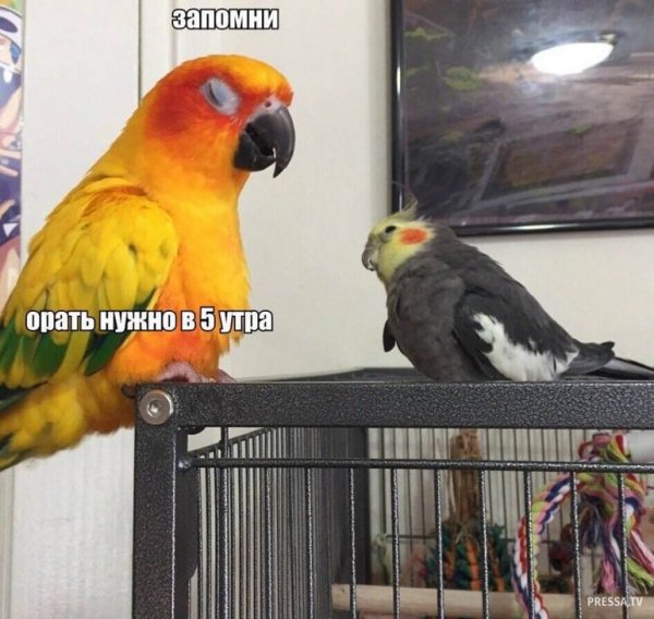 Запомни